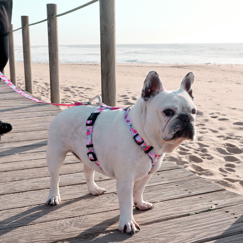 Correa de poli&eacute;ster Flamingo para perros color Varios, , large Imagen numero 3